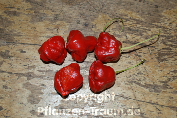 Chili Jungpflanze Bishops Crown Capsicum baccatum Schärfe 3 - 6